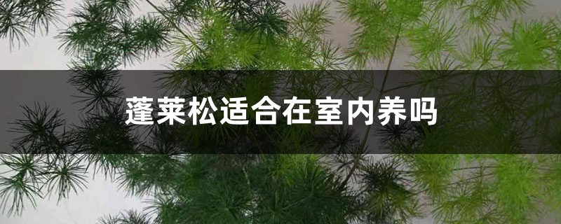 蓬莱松适合在室内养吗 蓬莱松适合在室内养吗