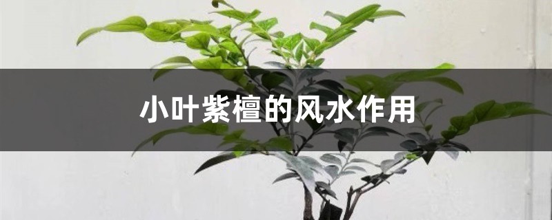 小叶紫檀的风水作用 小叶紫檀的风水作用