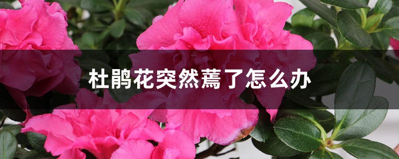 杜鹃花突然蔫了怎么办 杜鹃花突然蔫了怎么办