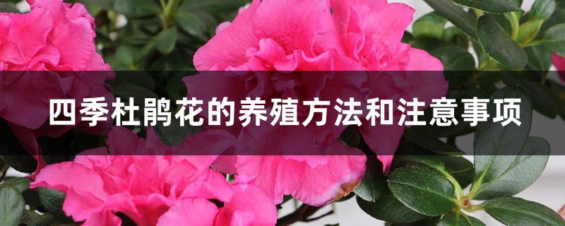 四季杜鹃花的养殖方法和注意事项 四季杜鹃花的养殖方法和注意事项