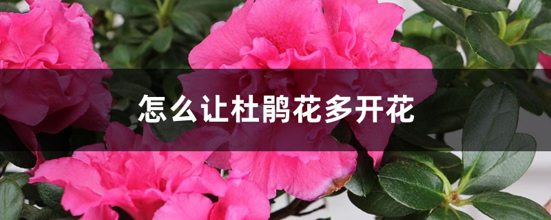 怎么让杜鹃花多开花 怎么让杜鹃花多开花