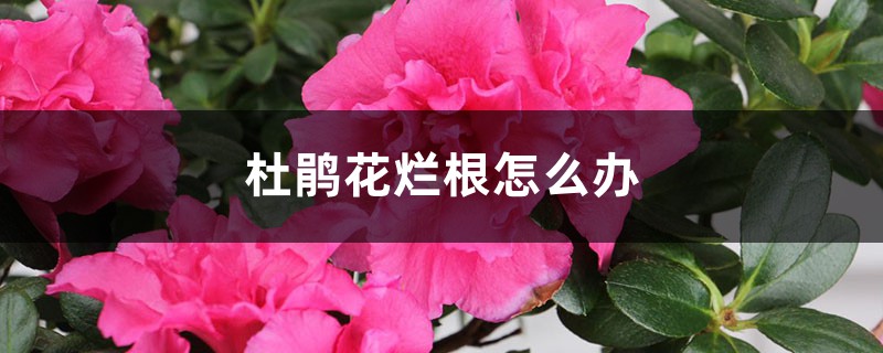 杜鹃花烂根怎么办 杜鹃花烂根怎么办