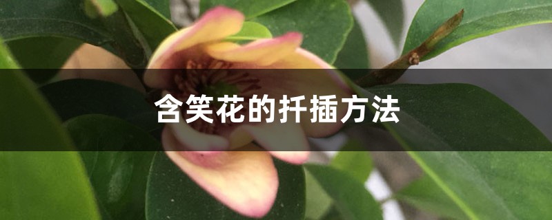 含笑花的扦插方法 含笑花的扦插方法