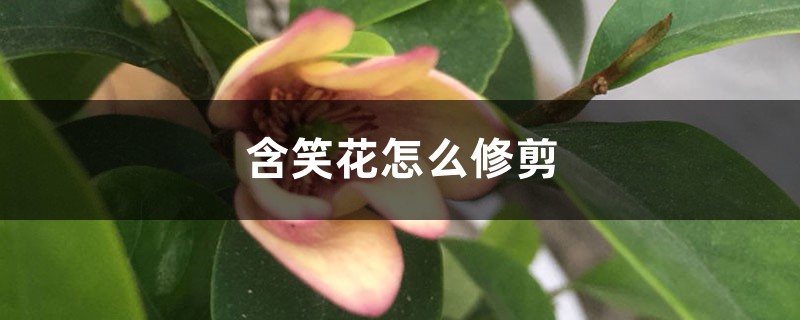 含笑花怎么修剪 含笑花怎么修剪