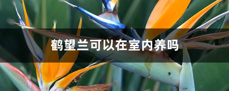 鹤望兰可以在室内养吗 鹤望兰可以在室内养吗