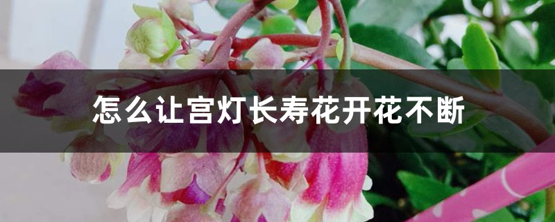 怎么让宫灯长寿花开花不断 怎么让宫灯长寿花开花不断