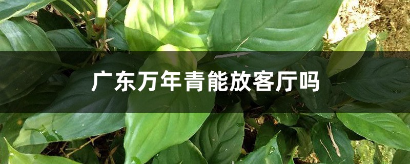 广东万年青能放客厅吗 广东万年青能放客厅吗