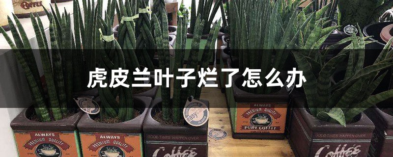 虎皮兰叶子烂了怎么办 虎皮兰叶子烂了怎么办