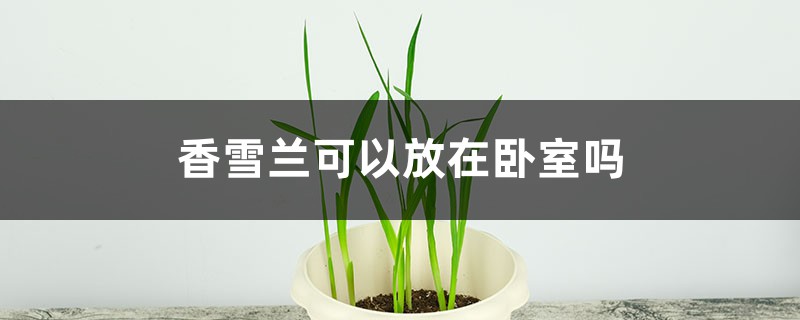 香雪兰可以放在卧室吗 香雪兰可以放在卧室吗