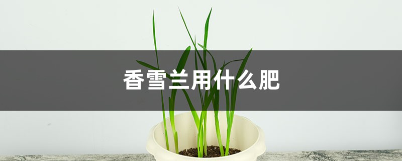 香雪兰用什么肥 香雪兰用什么肥