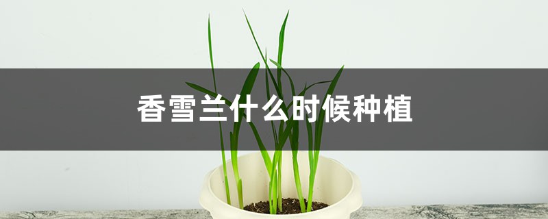 香雪兰什么时候种植 香雪兰什么时候种植
