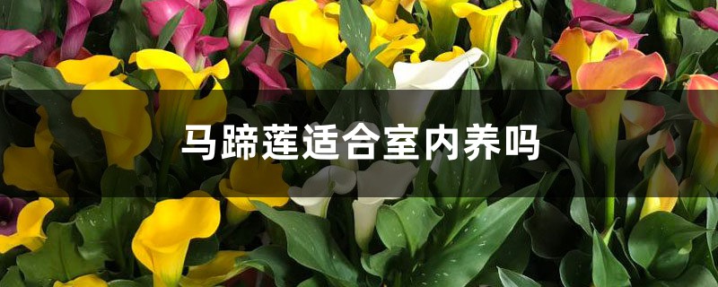 马蹄莲适合室内养吗 马蹄莲适合室内养吗