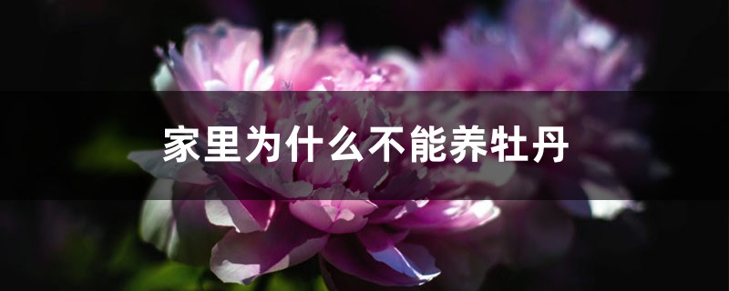 家里为什么不能养牡丹 家里为什么不能养牡丹