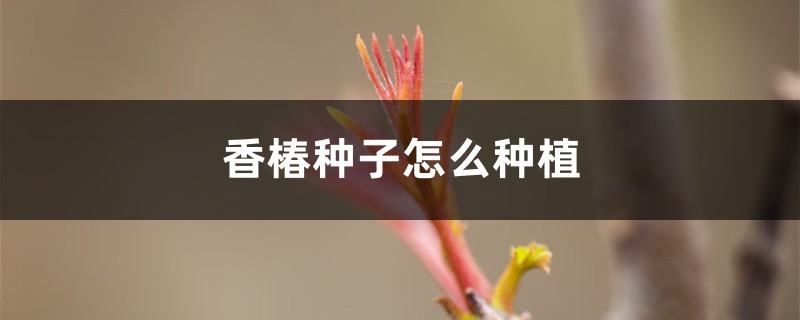 香椿种子怎么种植 香椿种子怎么种植