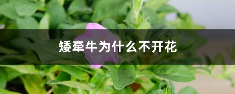 矮牵牛为什么不开花 矮牵牛为什么不开花