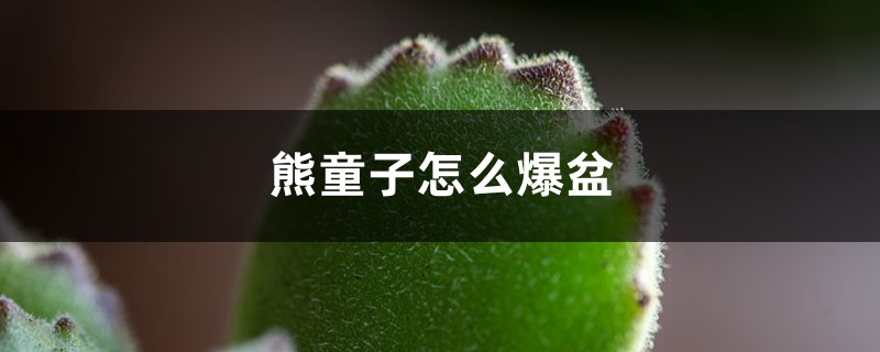 熊童子怎么爆盆 熊童子怎么爆盆
