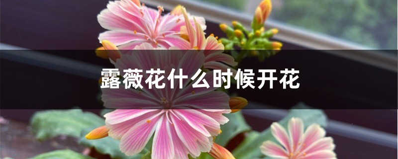 露薇花什么时候开花 露薇花什么时候开花
