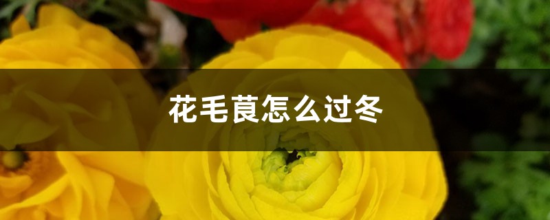 花毛茛怎么过冬 花毛茛怎么过冬