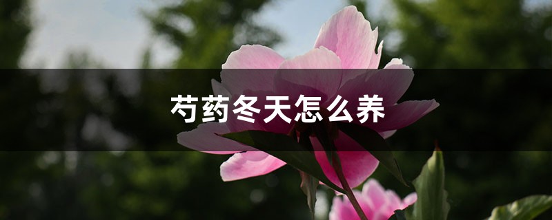 芍药冬天怎么养 芍药冬天怎么养