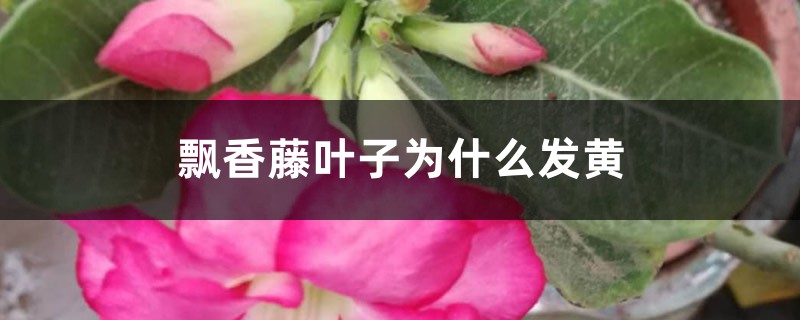 飘香藤叶子为什么发黄 飘香藤叶子为什么发黄