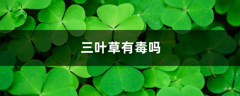 三叶草有毒吗 三叶草有毒吗