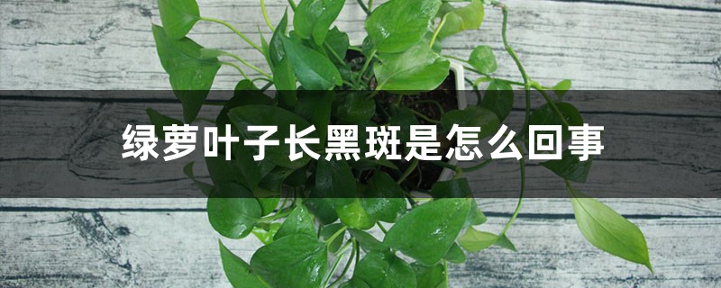 绿萝叶子长黑斑是怎么回事 绿萝叶子长黑斑是怎么回事