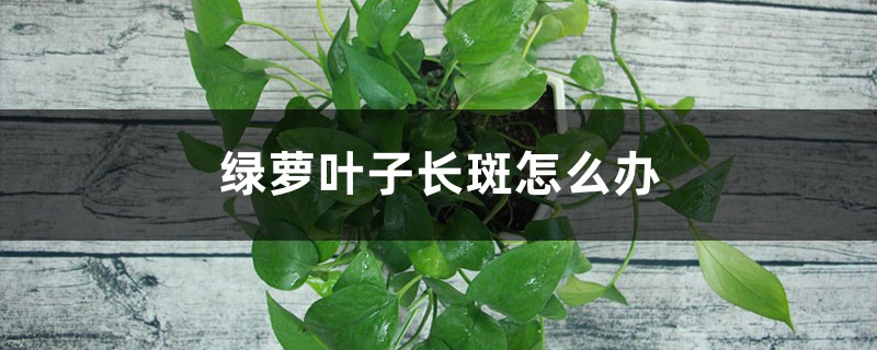 绿萝叶子长黄斑怎么办 绿萝叶子长黄斑怎么办