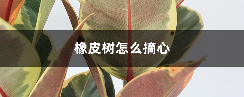 橡皮树怎么摘心 橡皮树怎么摘心