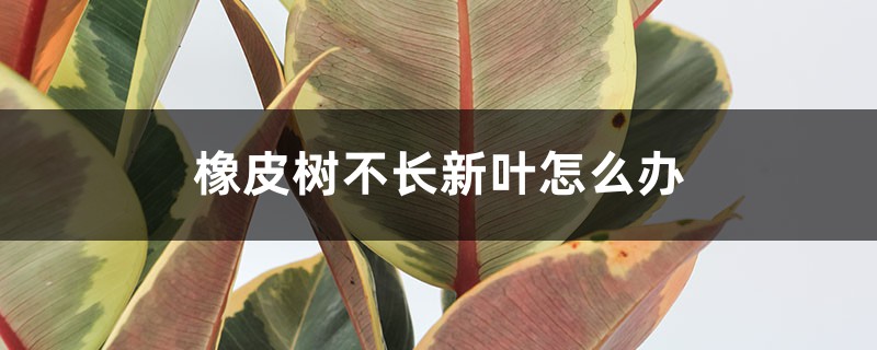 橡皮树不长新叶怎么办 橡皮树不长新叶怎么办