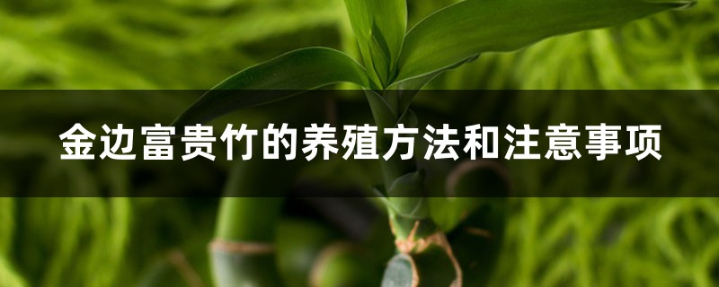 金边富贵竹的养殖方法和注意事项 金边富贵竹的养殖方法和注意事项