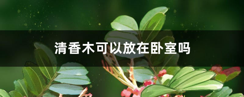清香木可以放在卧室吗 清香木可以放在卧室吗