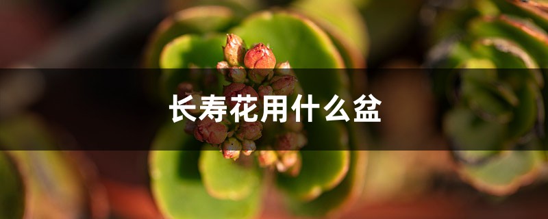 长寿花用什么盆好 长寿花用什么盆好