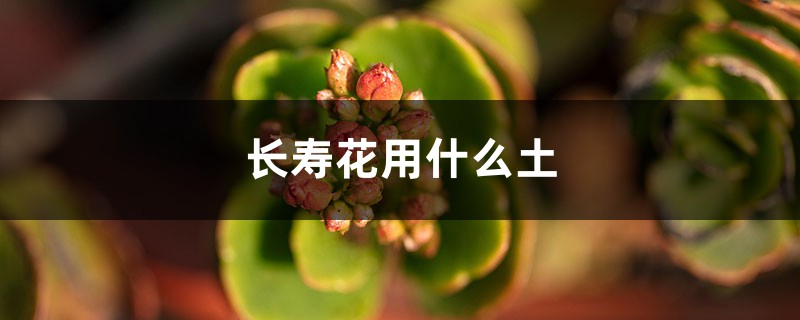 长寿花用什么土好 长寿花用什么土好