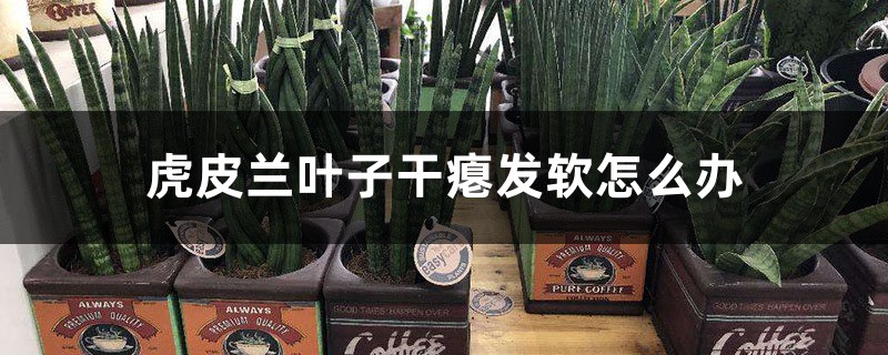 虎皮兰叶子干瘪发软怎么办 虎皮兰叶子干瘪发软怎么办