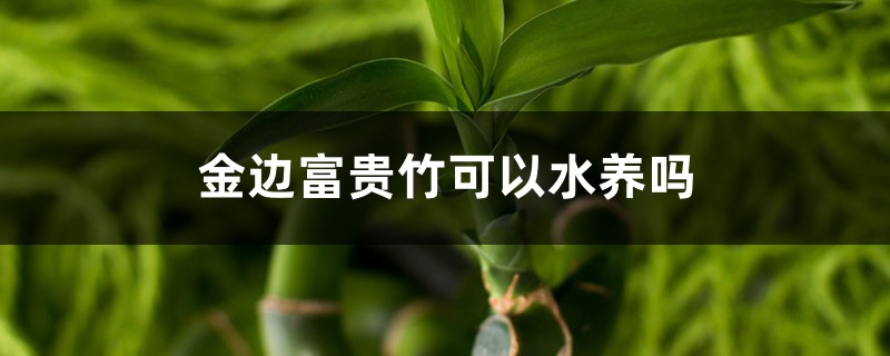 金边富贵竹可以水养吗 金边富贵竹可以水养吗