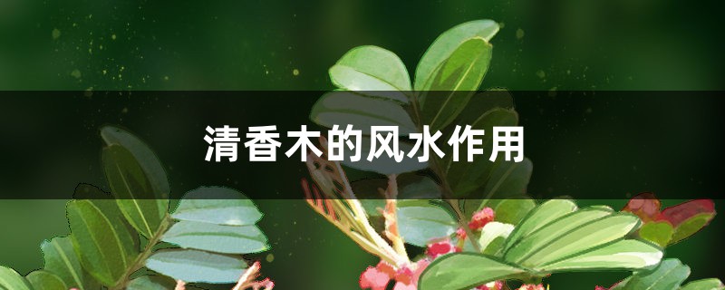 清香木的风水作用 清香木的风水作用