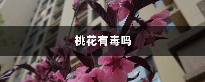 桃花有毒吗 桃花有毒吗