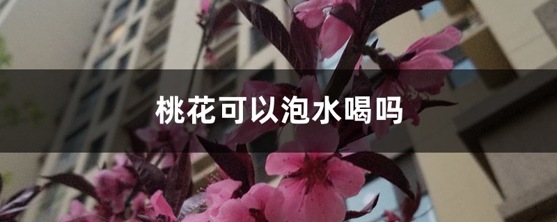 桃花可以泡水喝吗 桃花可以泡水喝吗