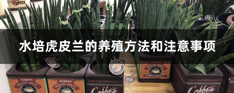 水培虎皮兰的养殖方法和注意事项 水培虎皮兰的养殖方法和注意事项