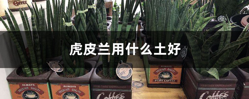 虎皮兰用什么土好 虎皮兰用什么土好