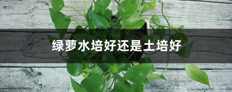 绿萝水培好还是土培好 绿萝水培好还是土培好
