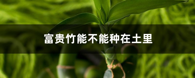 富贵竹能不能种在土里