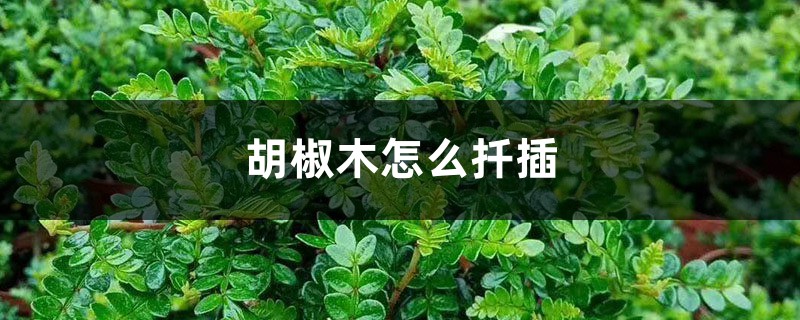 胡椒木怎么扦插 胡椒木怎么扦插