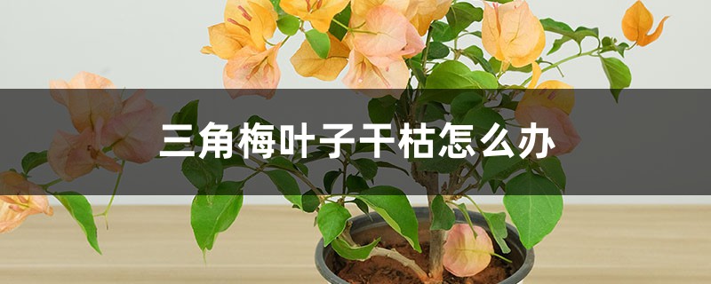 三角梅叶子干枯怎么办 三角梅叶子干枯怎么办