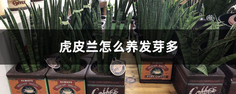 虎皮兰怎么养发芽多 虎皮兰怎么养发芽多