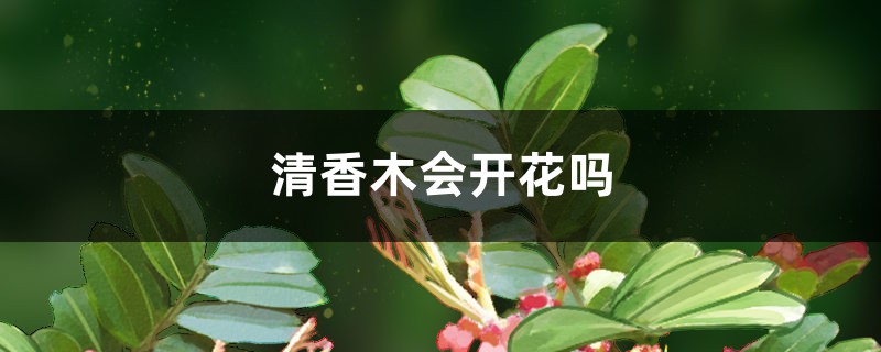 清香木会开花吗 清香木会开花吗
