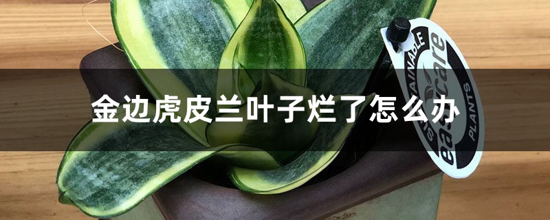 金边虎皮兰叶子烂了怎么办 金边虎皮兰叶子烂了怎么办