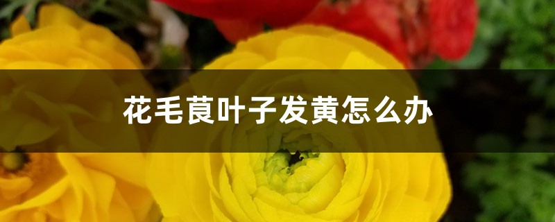 花毛茛叶子发黄怎么办 花毛茛叶子发黄怎么办