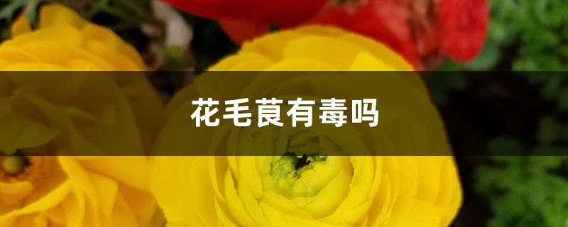 花毛茛有毒吗 花毛茛有毒吗