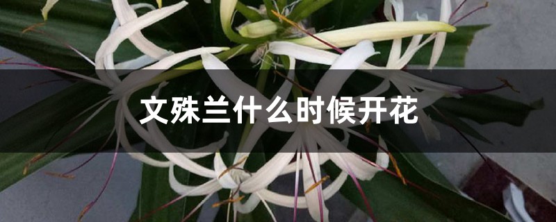 文殊兰什么时候开花 文殊兰什么时候开花